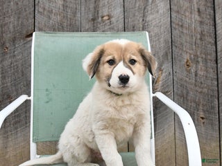 Mixed Breed dogs Birch - Ad 15