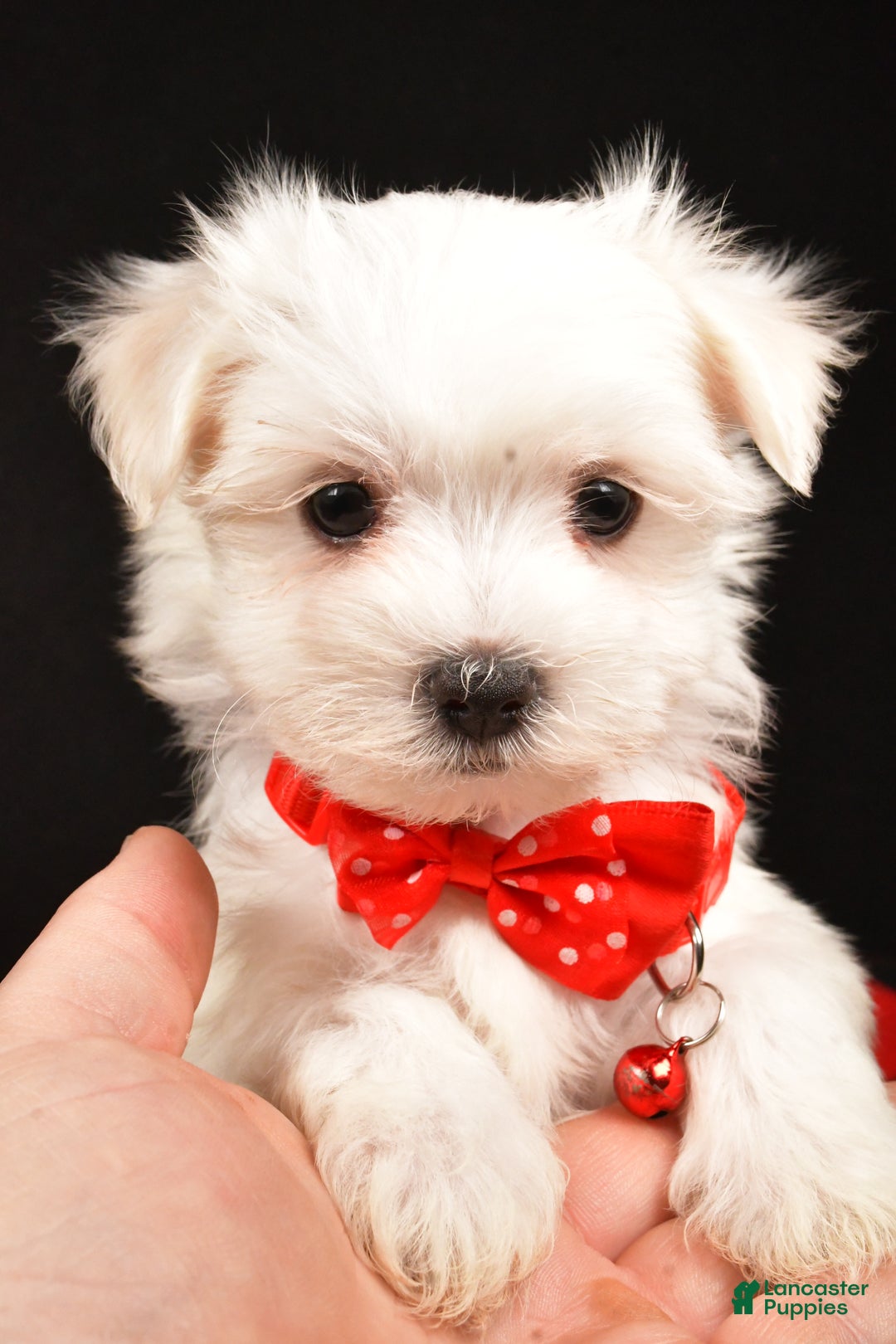 Maltese dogs for sale: Miles - Ad 10