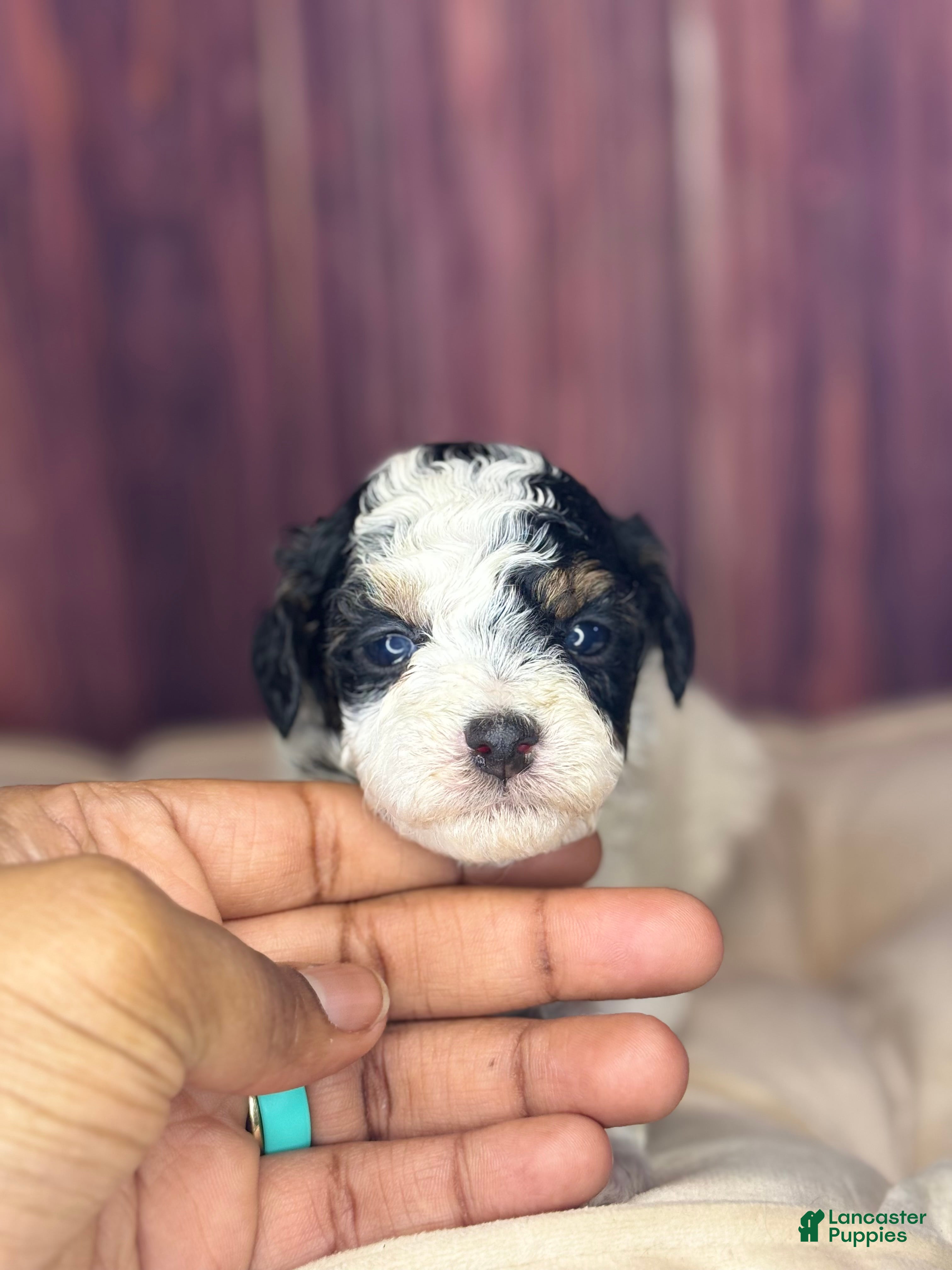 Miniature Poodle dogs Dottie - Ad 23