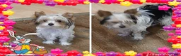 Yorkshire Terrier dogs for sale: Yorkshire Terrier Puppy 2 - Ad 2