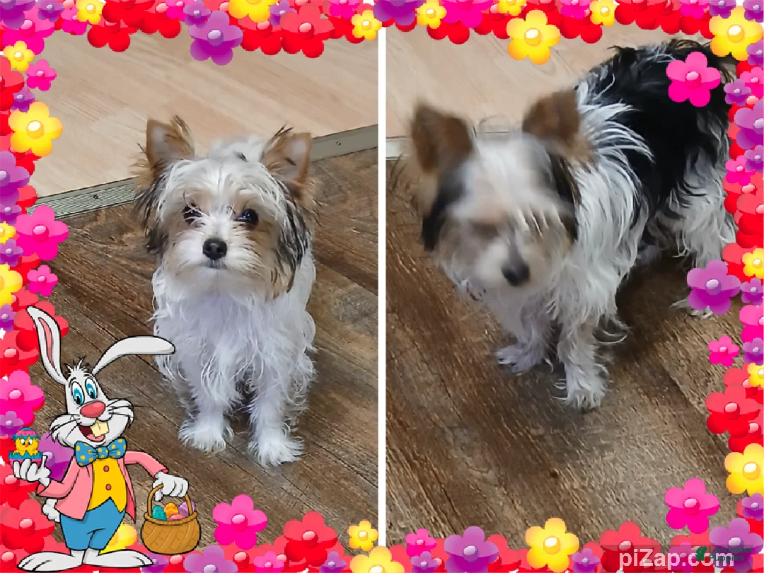 Yorkshire Terrier dogs for sale: Yorkshire Terrier Puppy 2 - Ad 2