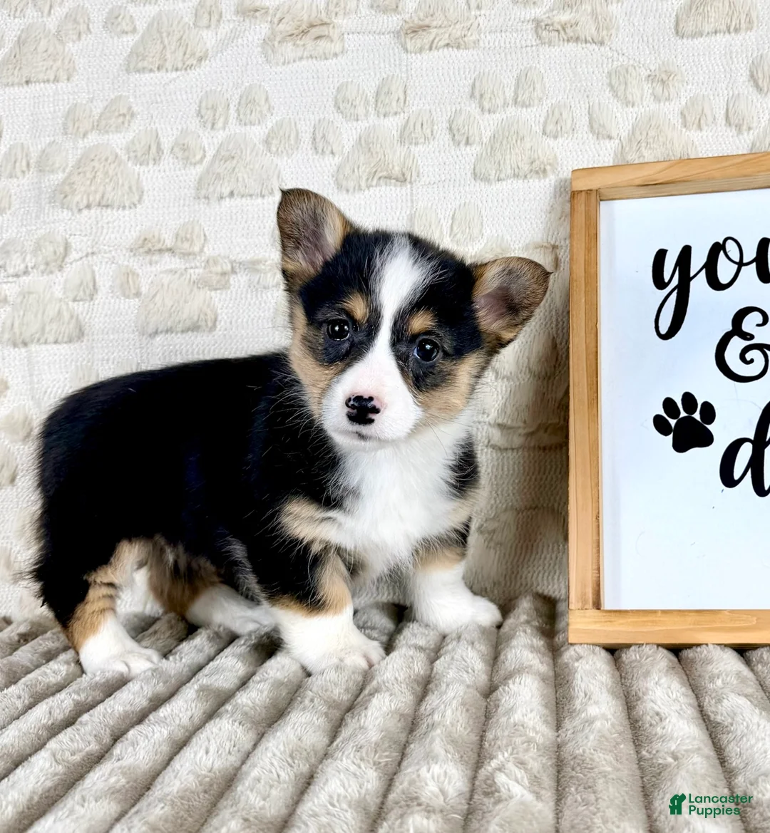 Welsh Corgi Pembroke dogs for sale: CKC Brinley - Ad 5