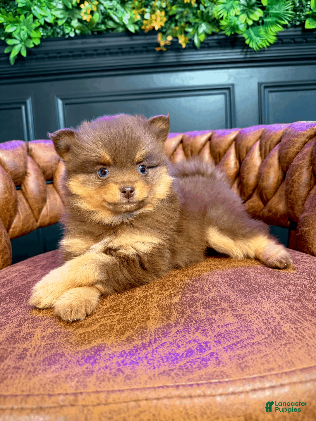 Pomsky dogs for sale: Heidi Jr. - Ad 1