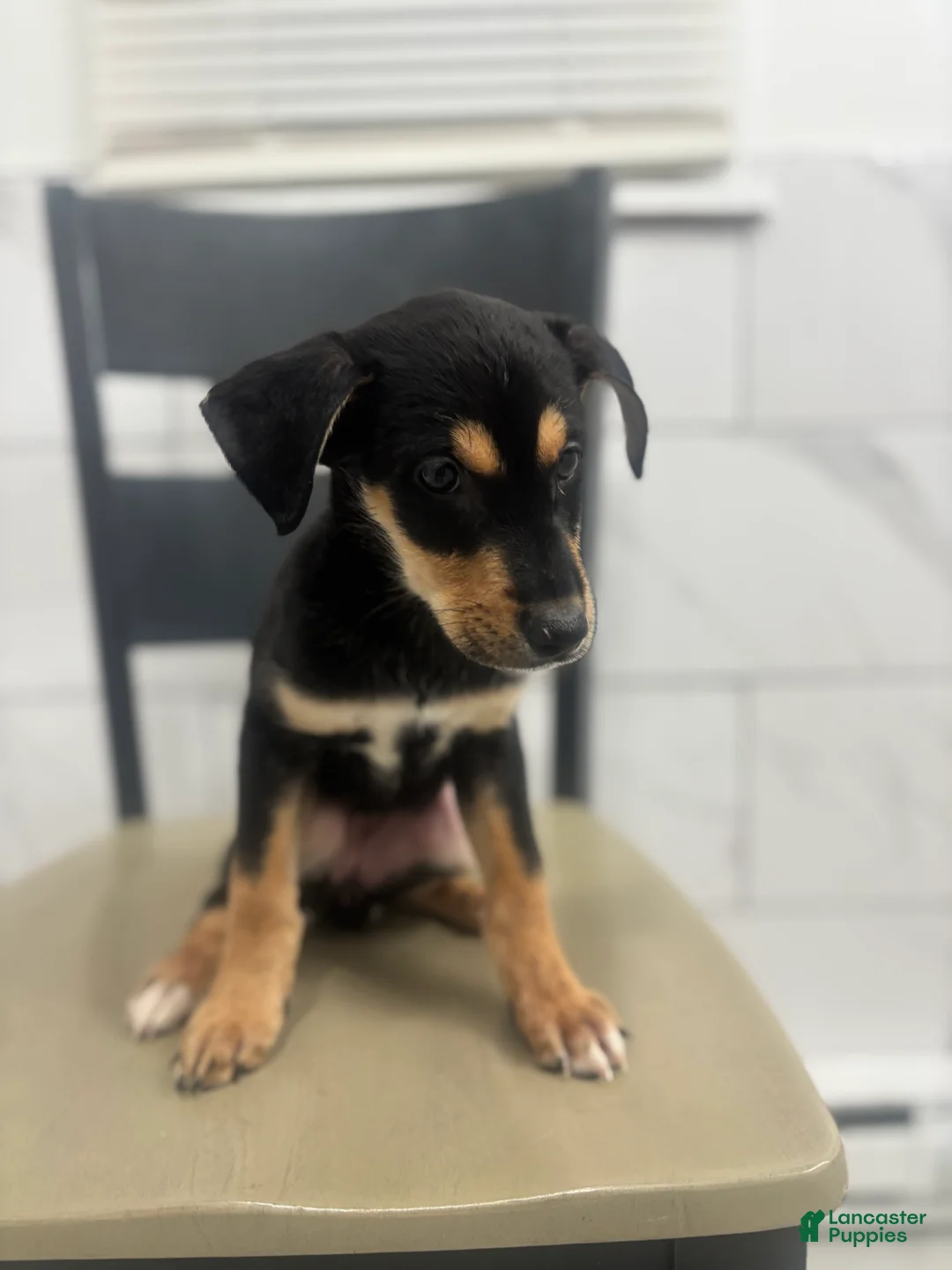 Mixed Breed dogs for sale: Mixed Breed Puppy 6 - Ad 2