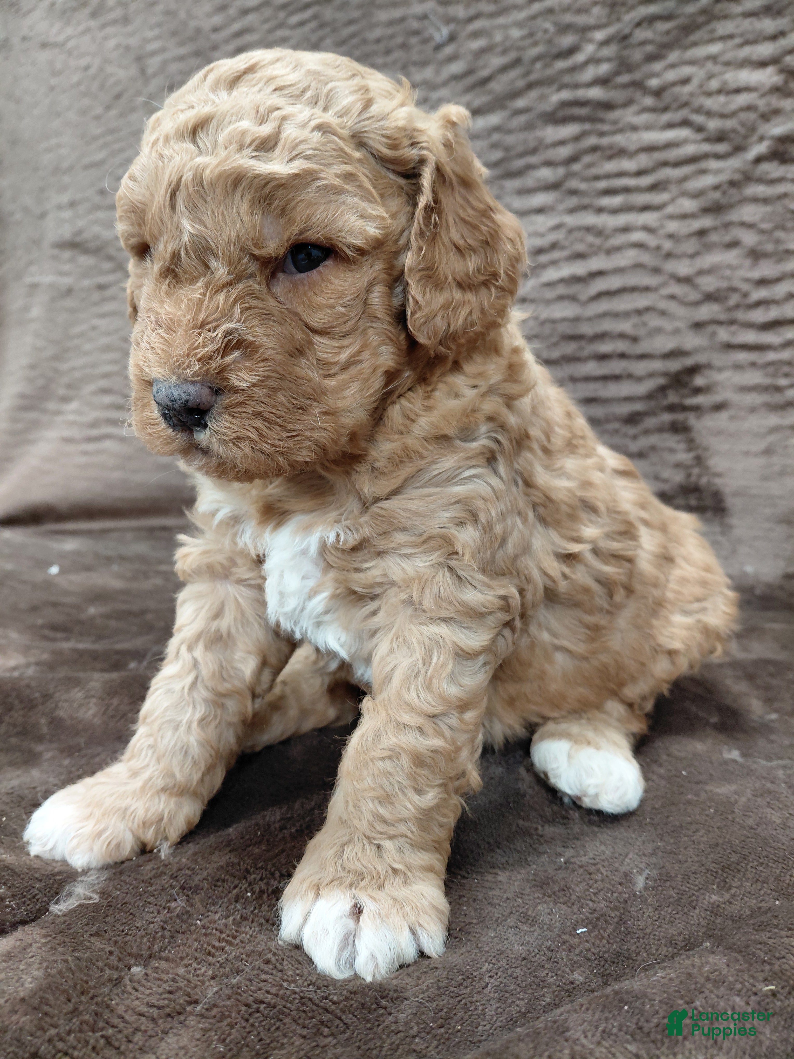 Mini Bernedoodle dogs Alex - Ad 18