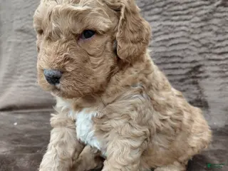 Mini Bernedoodle dogs Alex - Ad 10