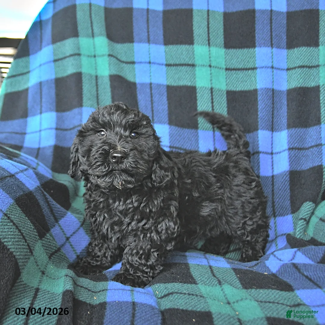 Mini Goldendoodle dogs for sale: Slate - Ad 2