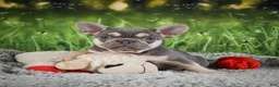 French Bulldog dogs for sale: Charity - Ad 8