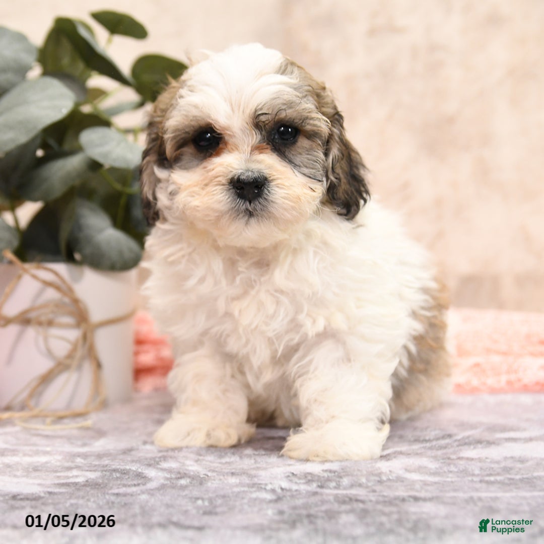 Teddy Bear dogs for sale: Makis - Ad 2