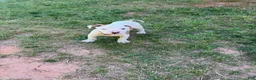 American Bulldog dogs for sale: Boss - Ad 5