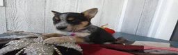 Australian Cattle Dog dogs for sale: Australian Cattle Dog 7 Lynette - Ad 3