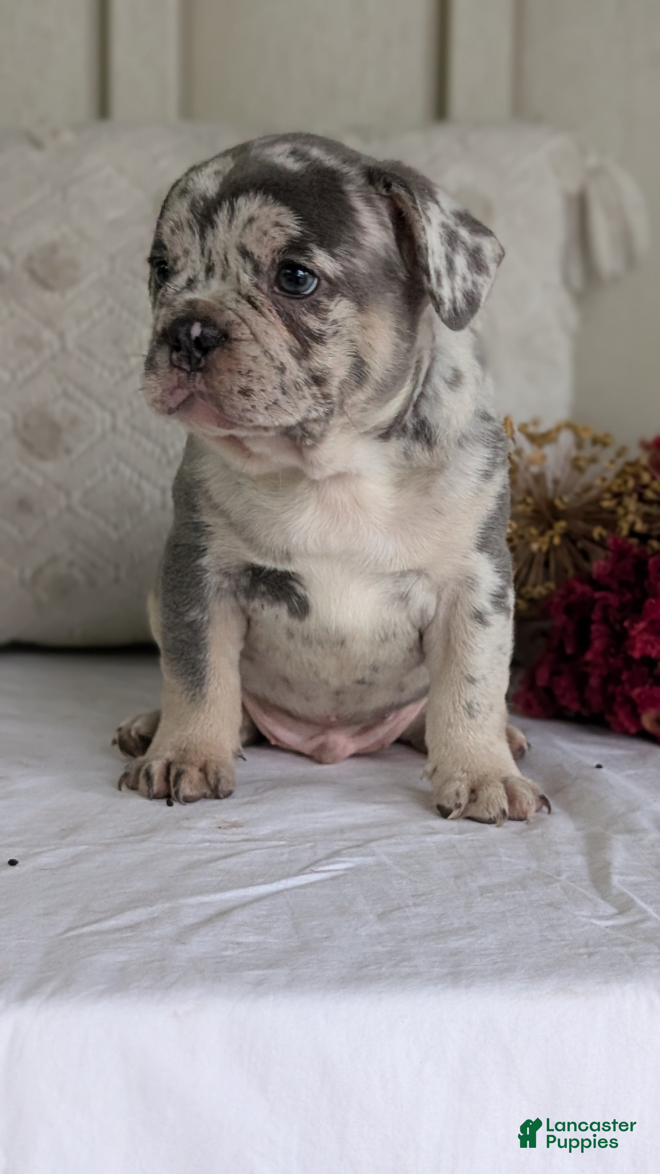 French Bulldog dogs Falcon - Ad 2