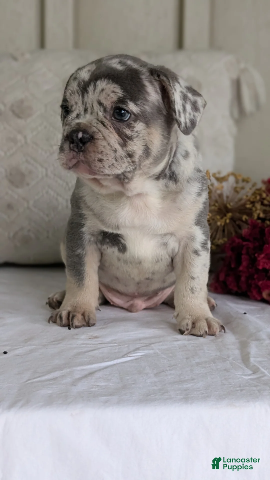 French Bulldog dogs for sale: Falcon - Ad 2