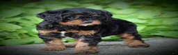 Cavapoo dogs for sale: Rylie - Ad 3