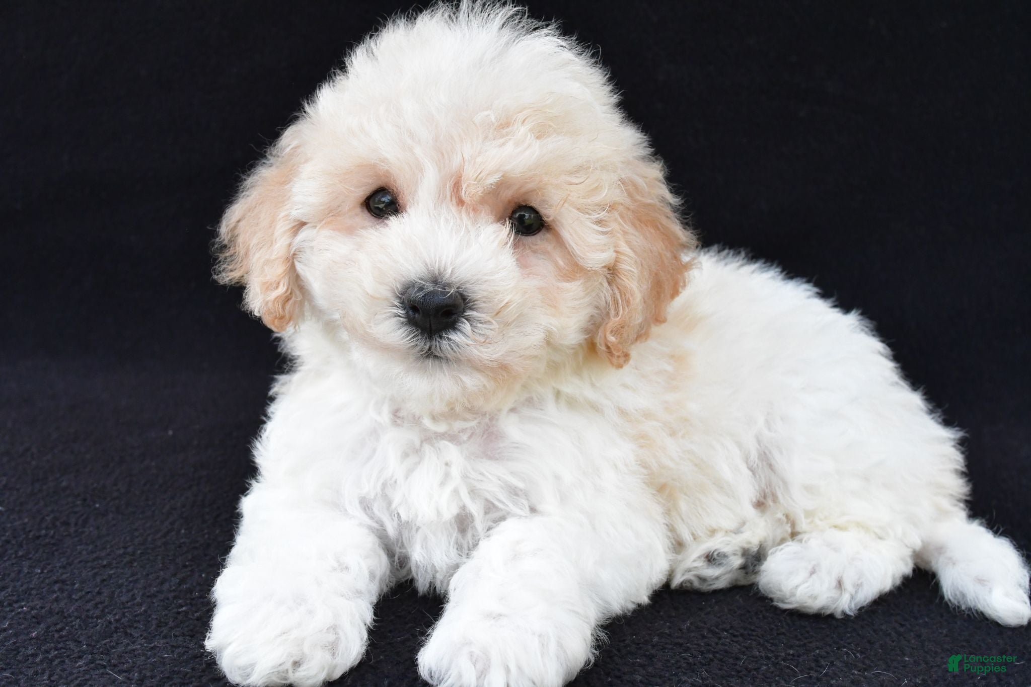 Cavachon dogs Joy - Ad 1