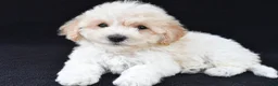 Cavachon dogs for sale: Joy - Ad 1