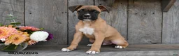 Boxer dogs for sale: Baxter - Ad 5