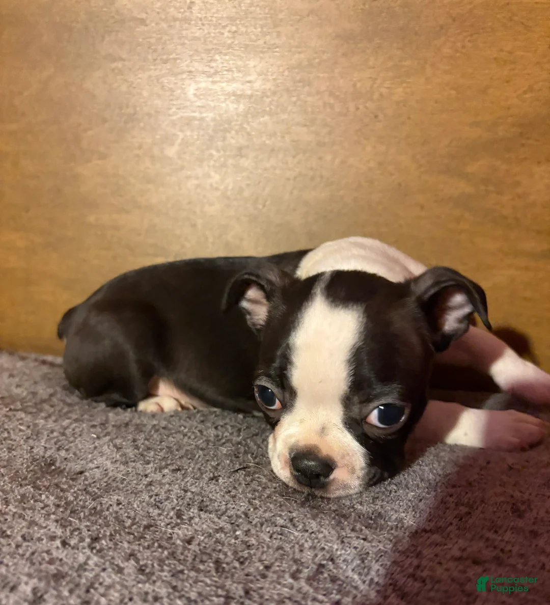 Boston Terrier dogs for sale: Tiny Todd - Ad 1