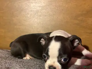 Boston Terrier dogs Tiny Todd - Ad 3