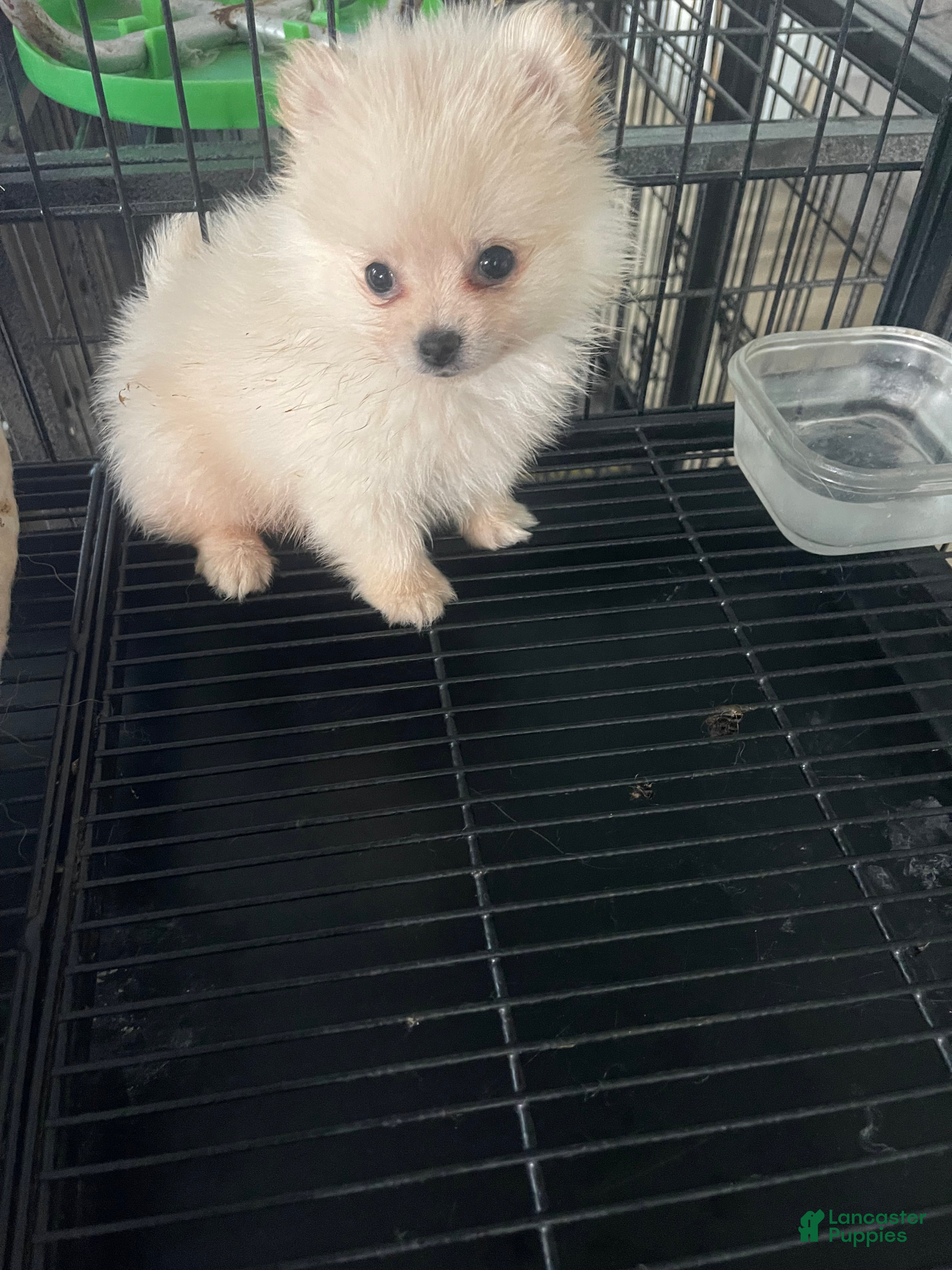 Pomeranian dogs  Puppy 1 - Ad 2