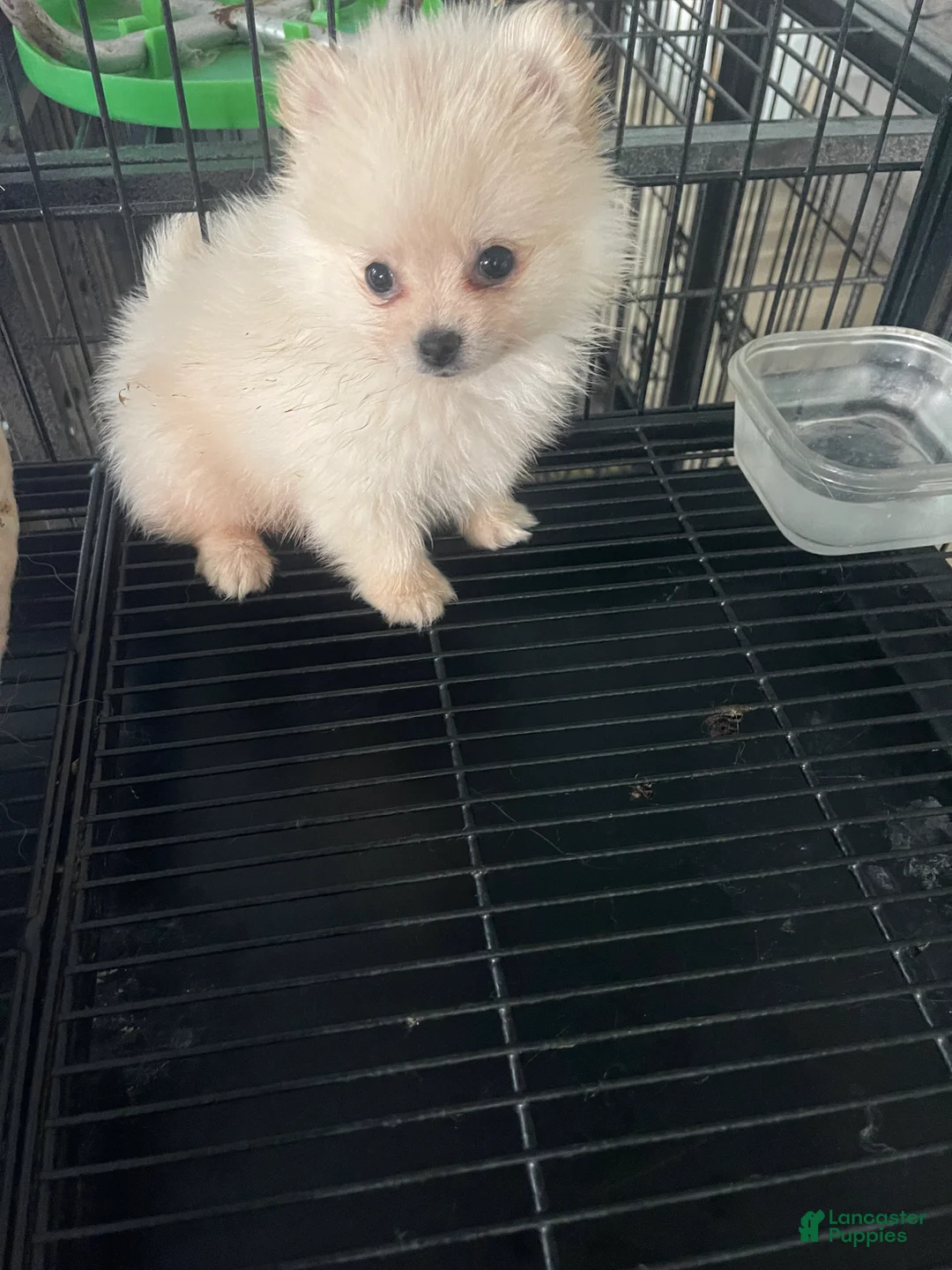 Pomeranian dogs for sale:  Puppy 1 - Ad 2