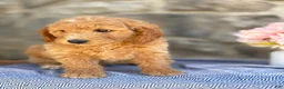 Goldendoodle dogs for sale: Marshmallow - Ad 13