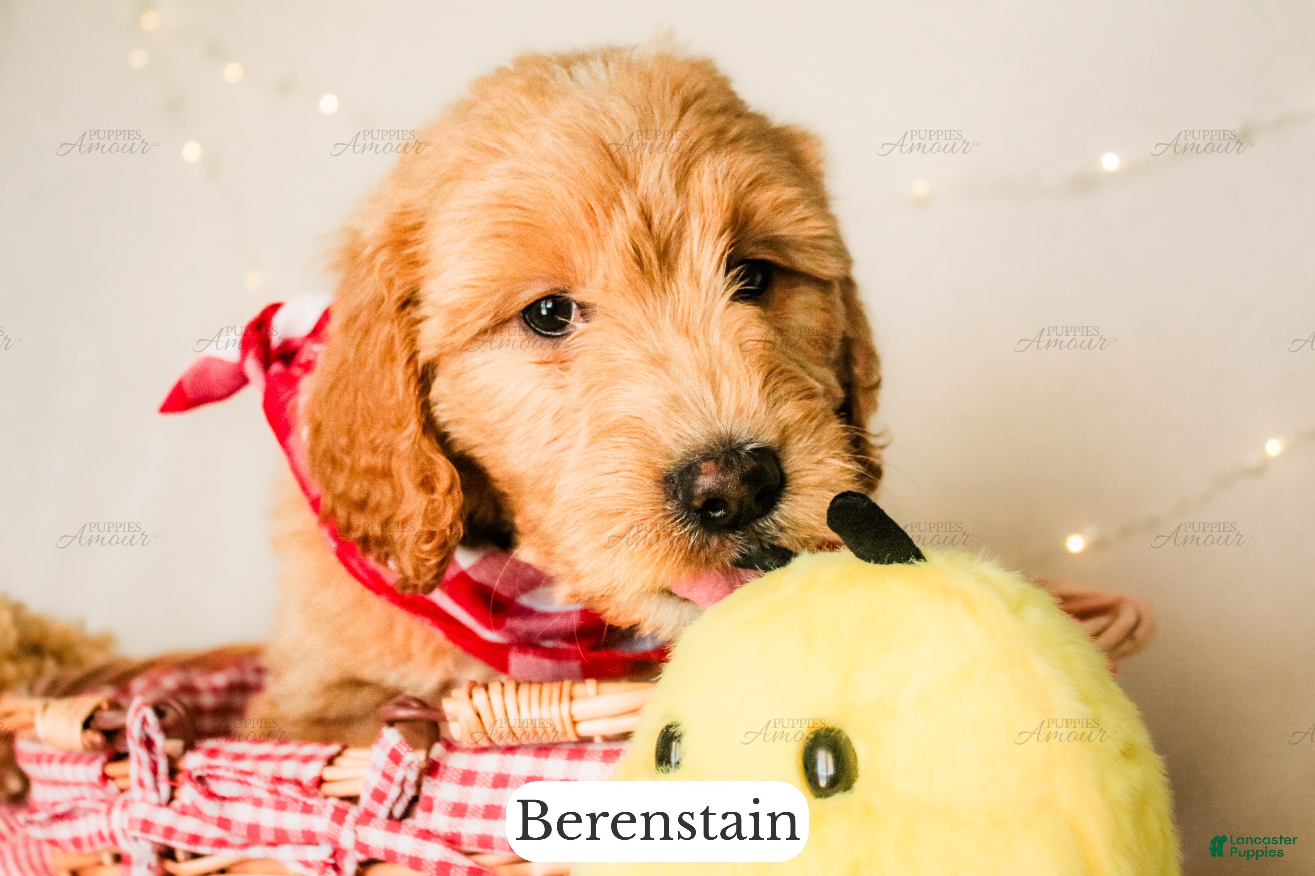 Goldendoodle dogs Berenstain - Ad 1