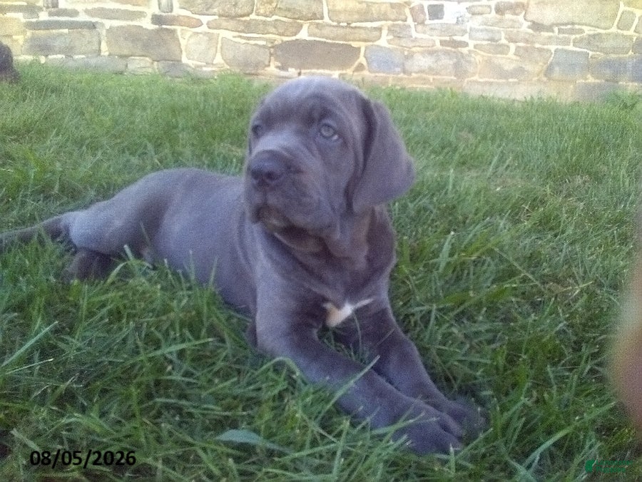 Cane Corso dogs Samson - Ad 2
