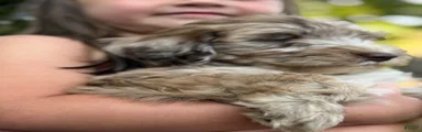Mini Goldendoodle 1