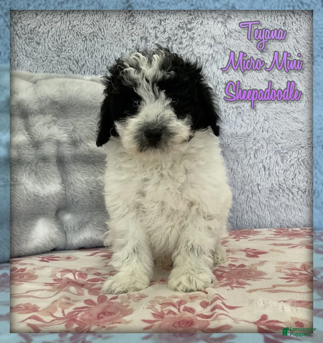 Mixed Breed dogs for sale: Teyana - Ad 1