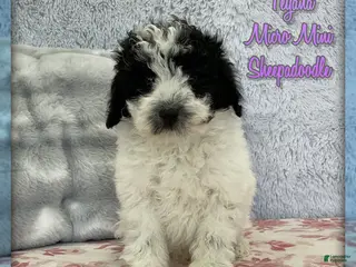 Mixed Breed dogs for sale: Teyana - Ad 2