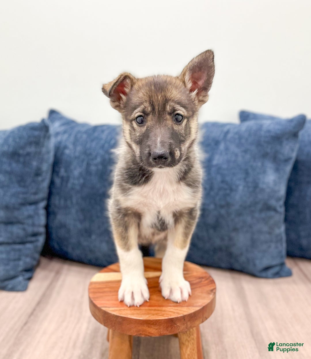 Gerberian Shepsky dogs for sale: Morgan - Ad 3