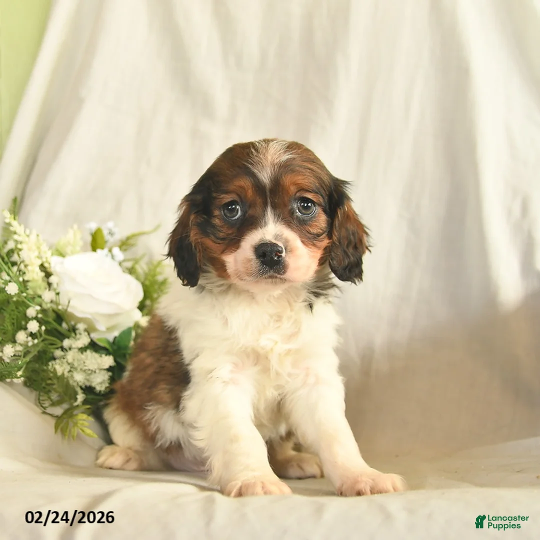 Mixed Breed dogs for sale: Charlie  - Ad 2