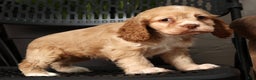 Cocker Spaniel dogs for sale: Holly - Ad 3