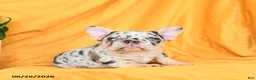 French Bulldog dogs for sale: Diamond  - Ad 10