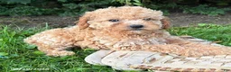 Cockapoo dogs for sale: Jane - Ad 3