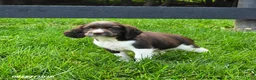 English Springer Spaniel dogs for sale: Bandit - Ad 4
