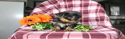 Yorkshire Terrier dogs for sale: Ava - Ad 2
