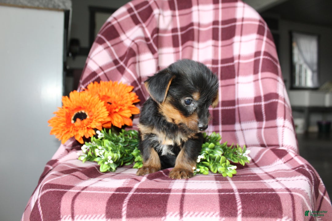 Yorkshire Terrier dogs for sale: Ava - Ad 2