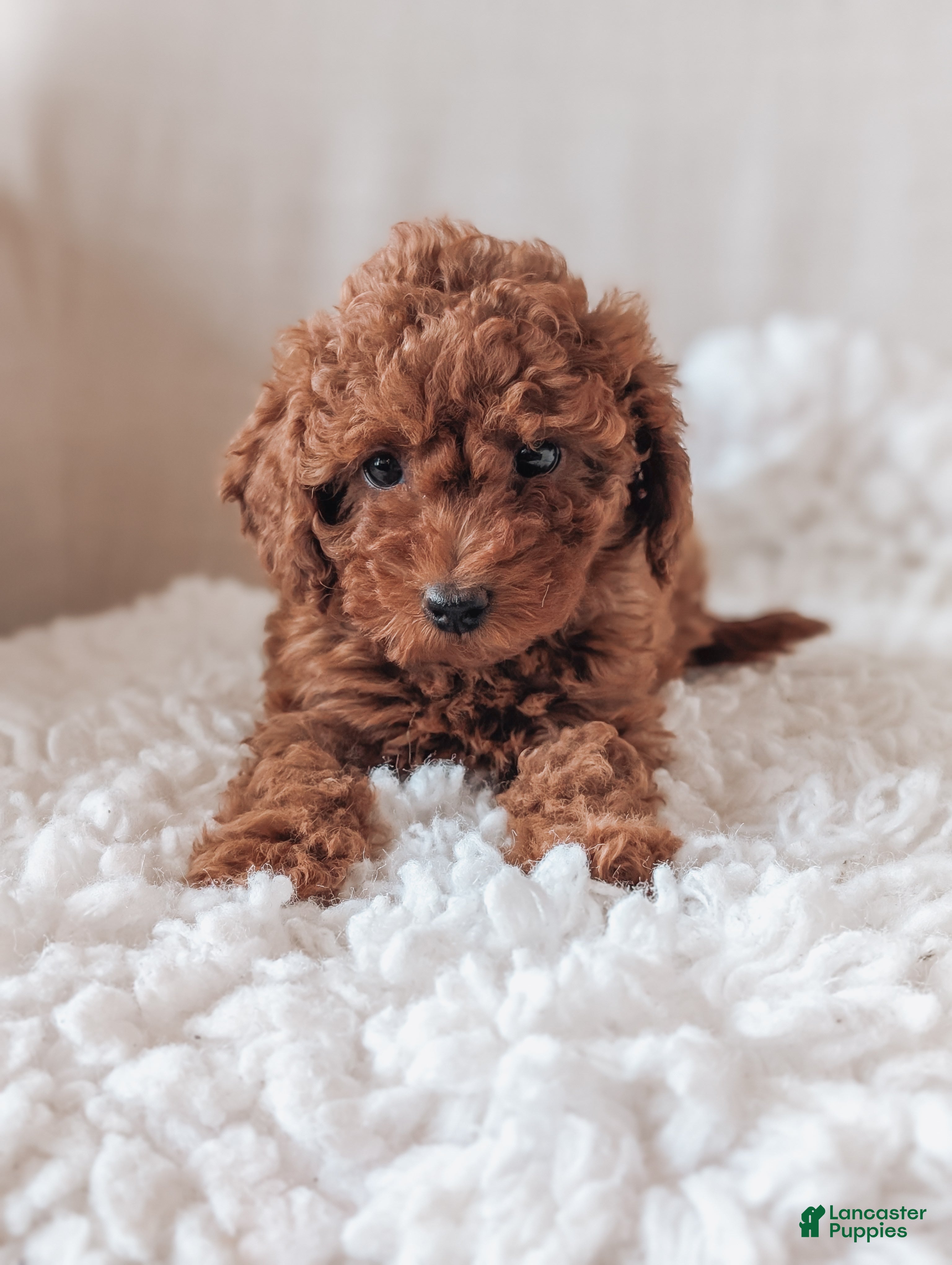 Miniature Poodle dogs Bella - Ad 2