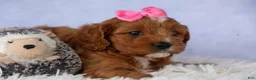 Cavapoo dogs for sale: Mia Rose🎀 - Ad 6