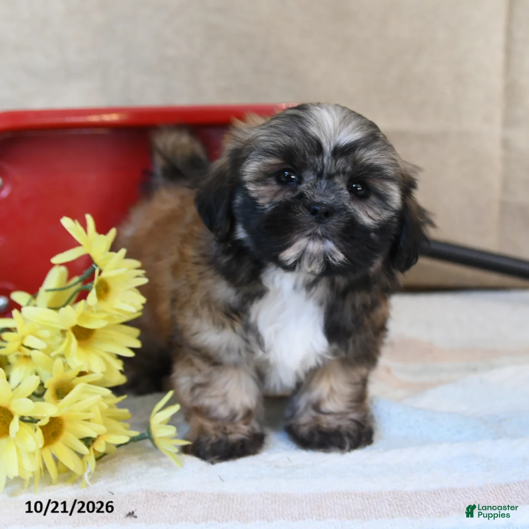 Shih Tzu dogs for sale: Sundae - Ad 3