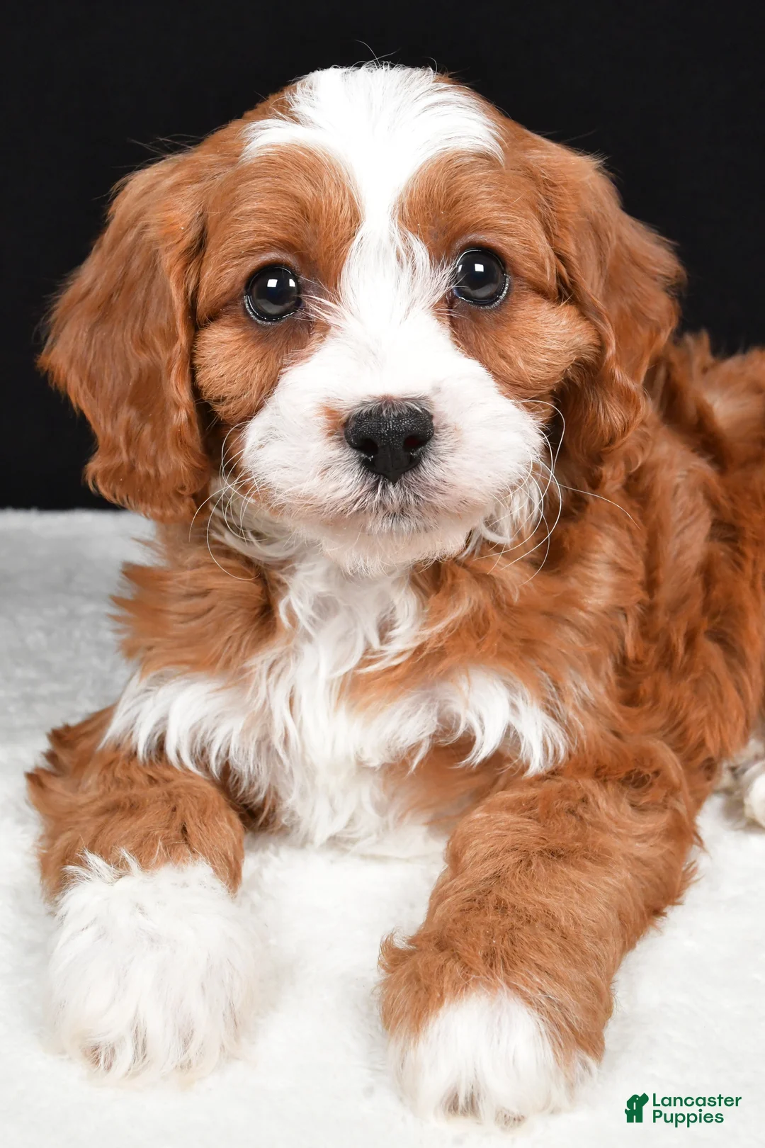 Cavapoo dogs for sale: Kenny - Ad 7