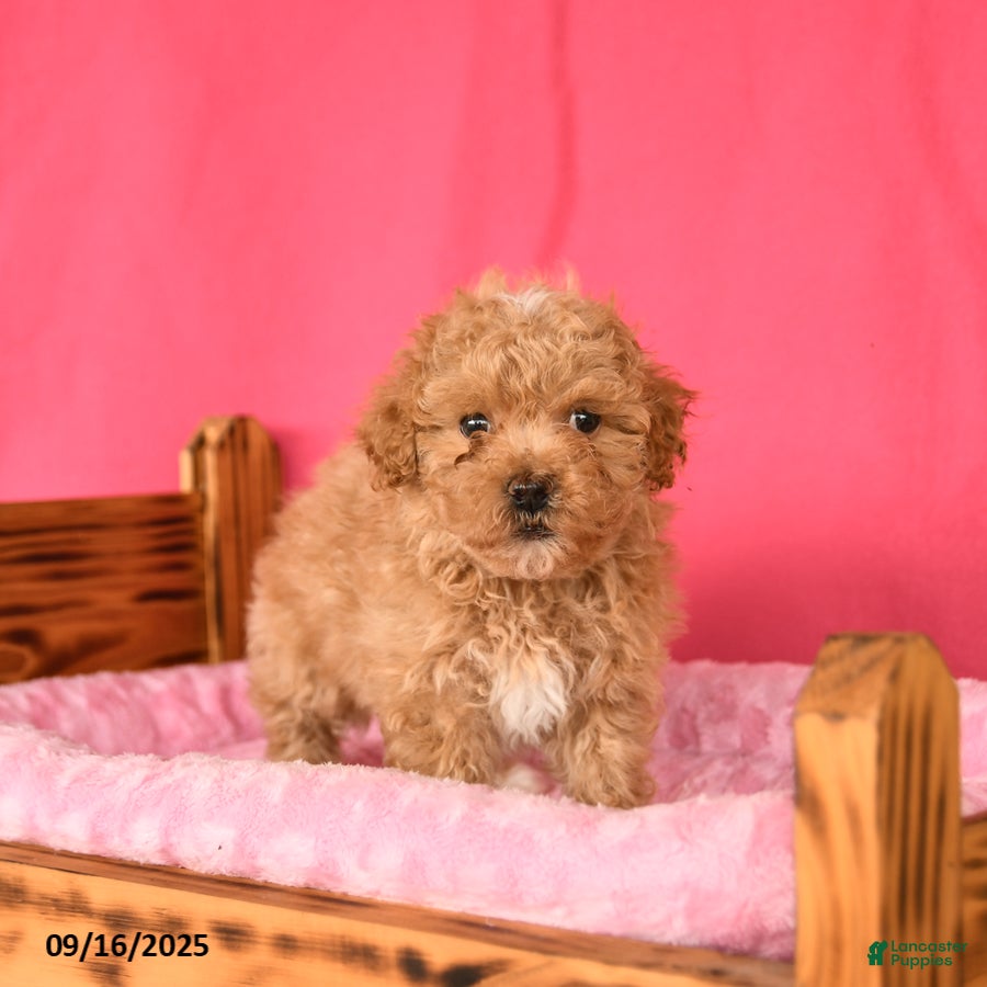 Maltipoo Puppies for sale under $1000 Lancaster Puppies