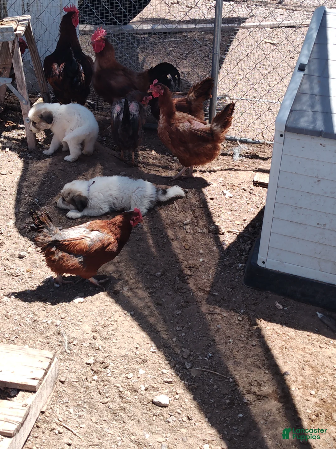 Mixed Breed dogs for sale: Working Anatolian Pyrenees Great Pyrenees - Ad 2