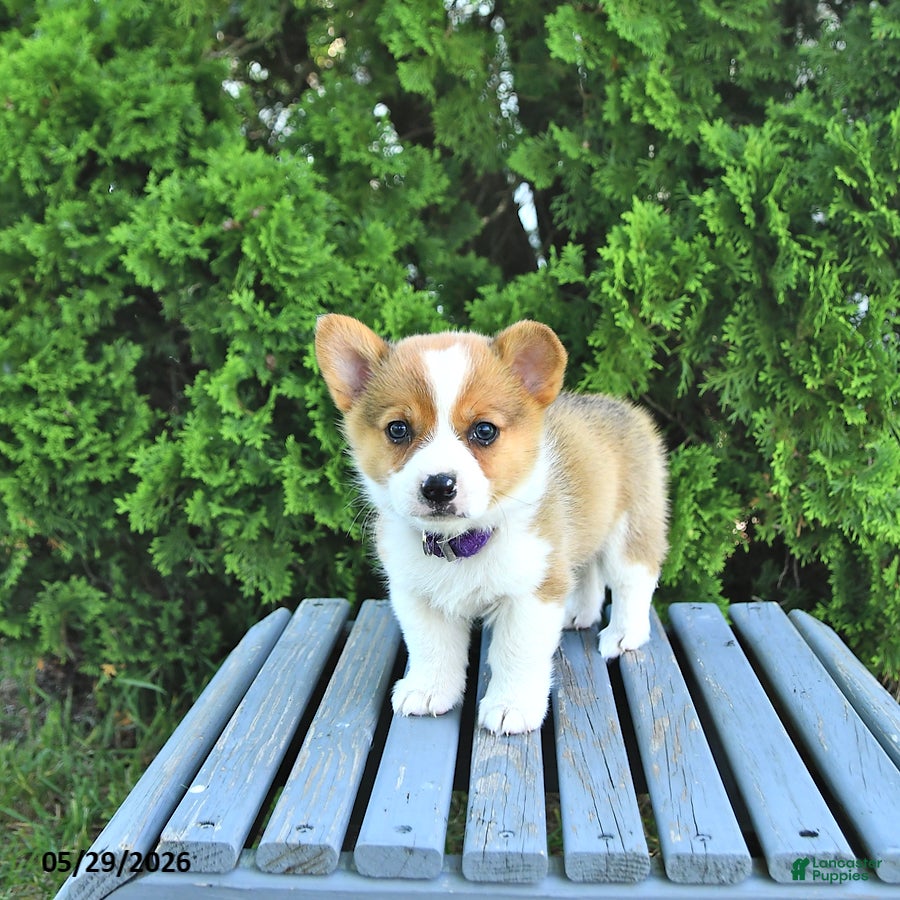 Welsh Corgi Pembroke dogs Bailey - Ad 2