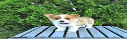 Welsh Corgi Pembroke dogs for sale: Bailey - Ad 2