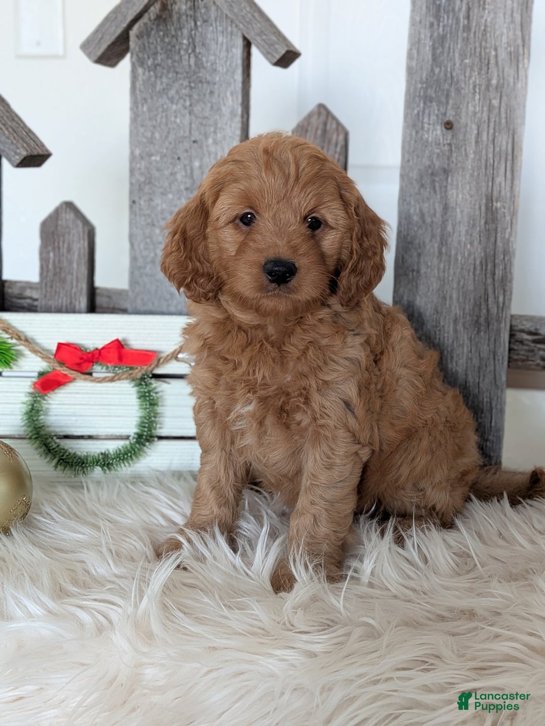 Goldendoodle dogs for sale: Ruby  - Ad 5