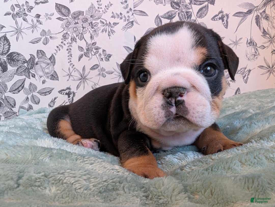 English Bulldog dogs for sale: Ross - Ad 3