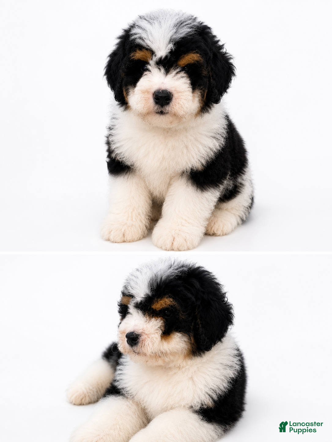 Mini Bernedoodle dogs Mini Bernedoodle male- Benny - Ad 2